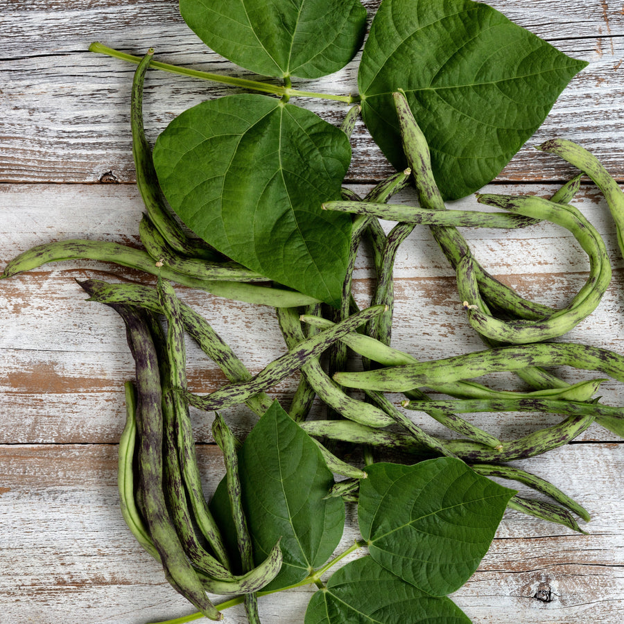 Pole Bean 'Rattlesnake'