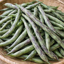 Organic 'Rattlesnake' climbing bean