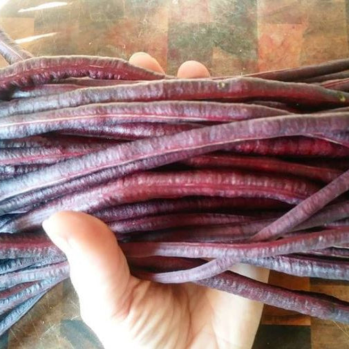 Organic 'Red Noodle Yard Long' climbing bean