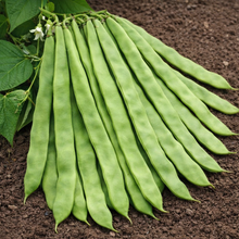 Haricot grimpant ‘Supermarconi S.N.’ sans-fil (<em>Phaseolus vulgaris</em>)