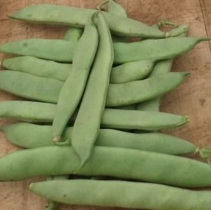 Organic 'Witsa Pole' climbing bean