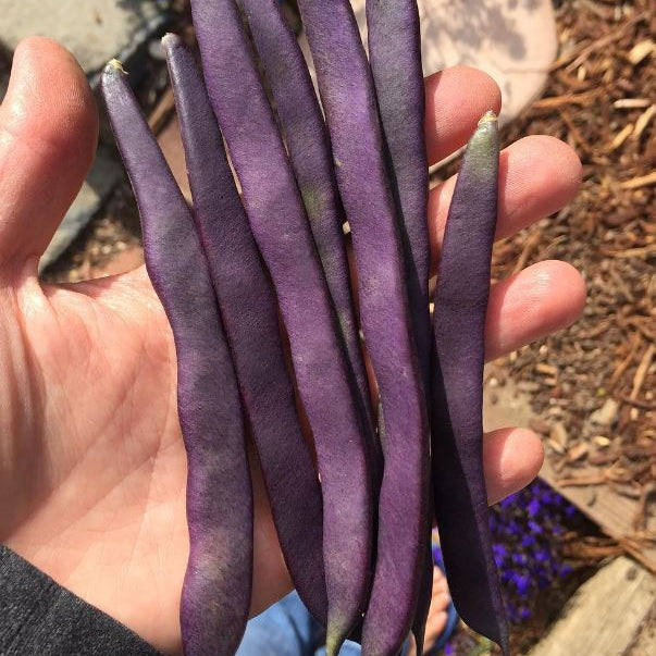 Organic snap climbing bean 'Kew Blue Pole Snap'