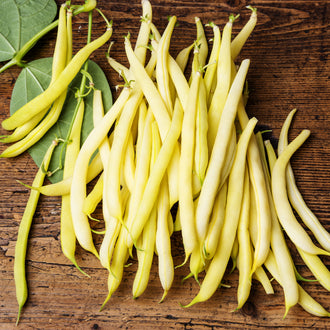 Photographie de Haricot jaune (Phaseolus vulgaris ‘Gold Rush’), sélection proposée en semences W.H. Perron. Le visuel présente l’apparence de la plante ou de sa récolte et permet d’en observer les formes et les couleurs. Cette vue illustre les caractéristiques visibles de la sélection, dans une présentation destinée à accompagner son identification et à montrer son intérêt au jardin.