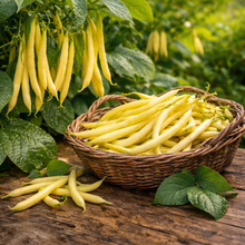 Product photograph of organic ‘Gold Rush’ yellow wax bean seeds, illustrated with a compact bush plant bearing clusters of straight round golden-yellow pods near the main stem. The image identifies this <em>Phaseolus vulgaris</em> cultivar for vegetable gardens, raised beds, and large containers, offering easy harvest without a trellis. Pod colour and compact habit help gardeners recognize the expected crop.