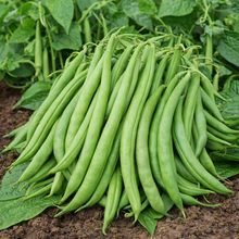 Haricot nain 'Contender'