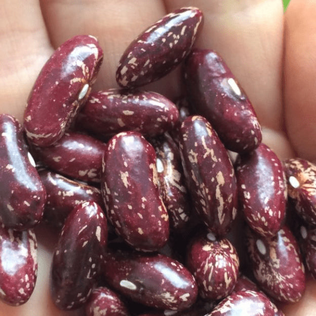 Organic dwarf bean 'Iroquois Corn Bread'