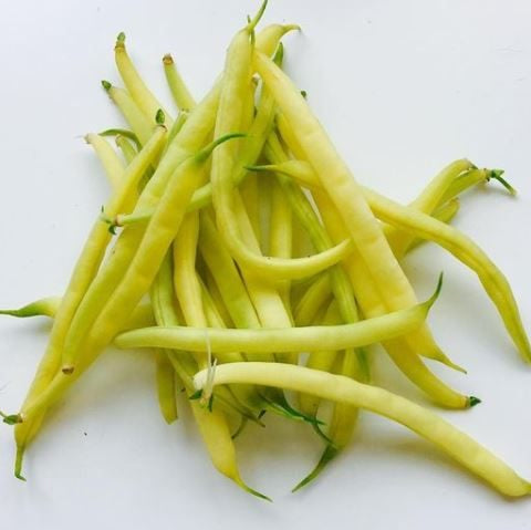 Organic 'Kinghorn Wax' dwarf bean