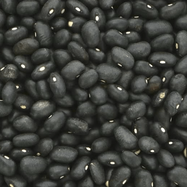 Haricot nain 'Nicaraguan Black Turtle' bio