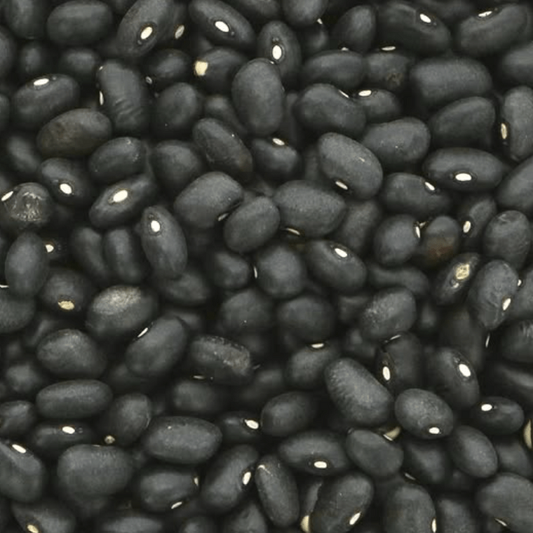 Organic dwarf bean 'Nicaraguan Black Turtle'