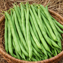 Haricot nain ‘Provider’ sans-fil (<em>Phaseolus vulgaris</em>)