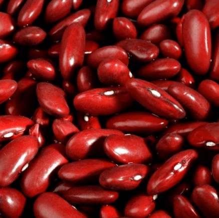 Haricot nain 'Red Kidney' bio