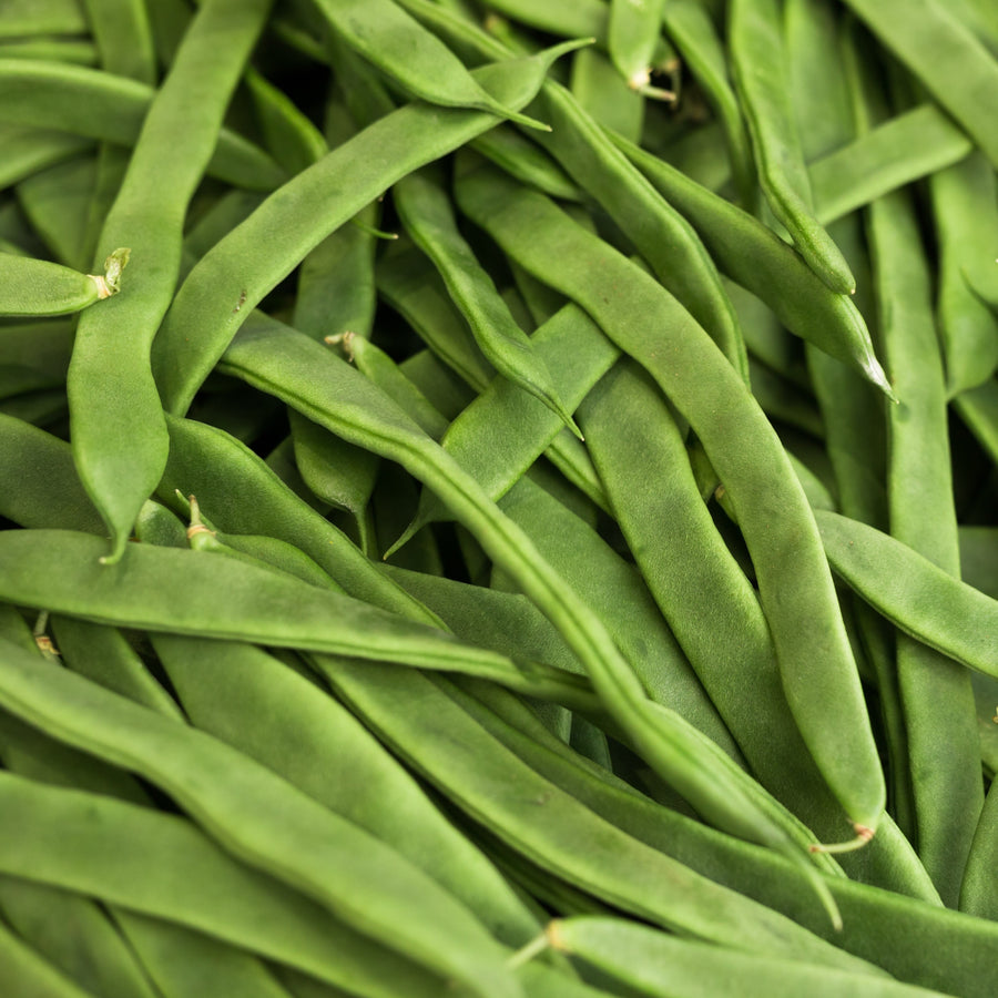 Bush Bean 'Romano'