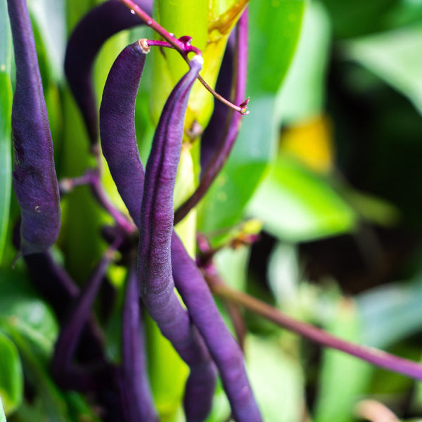 Haricot nain 'Royal Burgundy'