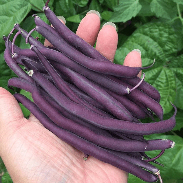 Organic dwarf bean 'Royal Burgundy'