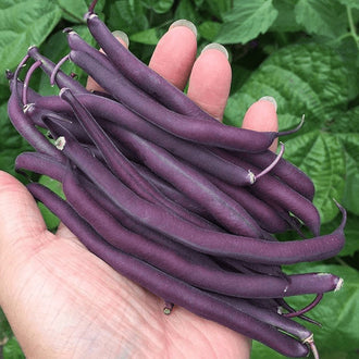 Organic 'Royal Burgundy' Bush Bean Seeds by Gaia, product image prepared for Canadian gardeners.