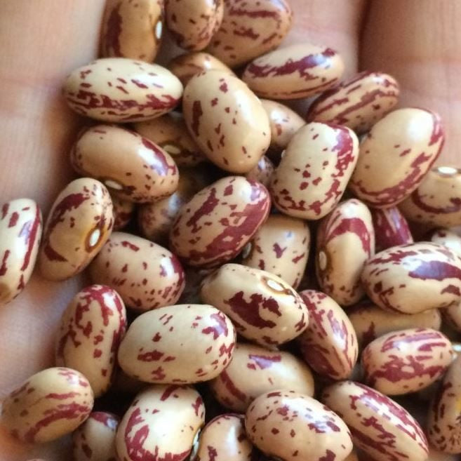 Organic 'Speckled Algonquin' dwarf bean