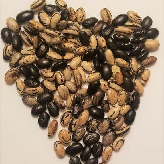 Organic dwarf bean 'Speckled Zebra'