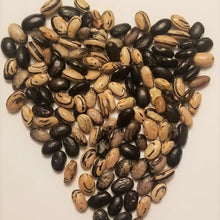 Organic dwarf bean 'Speckled Zebra'