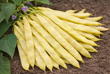 Haricot nain ‘Supernano Giallo’ (<em>Phaseolus vulgaris</em>)