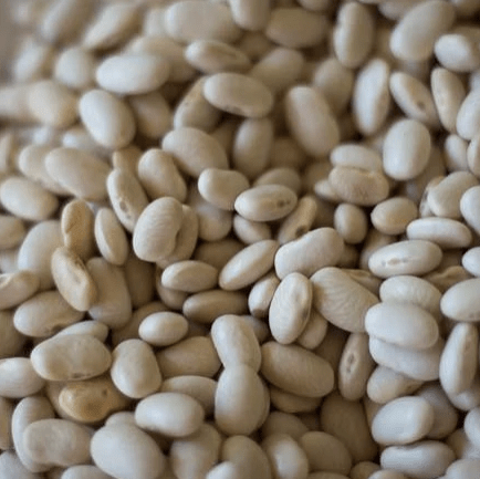 Organic 'Zolfino' dwarf bean