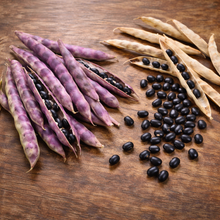 Organic dried dwarf bean 'Black Turtle'