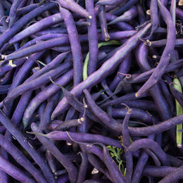 Purple Bean 'Celine'