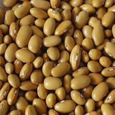 Organic 'Yellow Kidney' Beans
