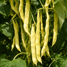 Organic climbing Romano bean 'Gold Marie'