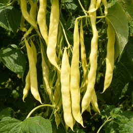 Organic climbing Romano bean 'Gold Marie'
