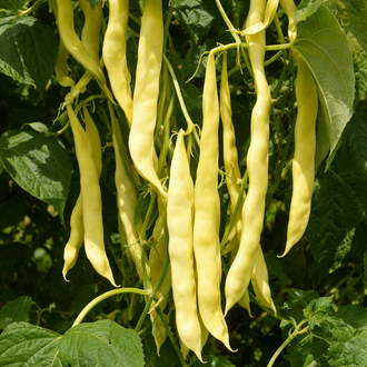 Haricot romano grimpant 'Gold Marie' bio