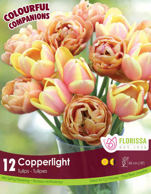 Harmonie florale ‘Copperlight’ ( Tulipa spp.) : des tulipes doubles aux tons cuivrés, jaunes et rose saumon. Le visuel Florissa présente la plante et son nom dans la partie inférieure de l’étiquette. La photographie occupe presque toute la surface, tandis que le bandeau du bas rassemble les indications du produit. Cette vue permet de reconnaître son apparence et de distinguer la variété présentée.