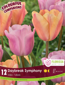 Harmonie Florale 'Daybreak Symphony' (<em>Tulipa</em>)
