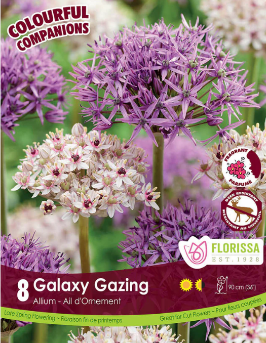 Harmonie Florale 'Galaxy Gazing' (<em>Allium</em>)