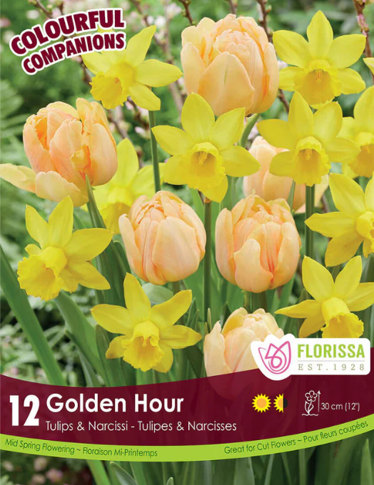 Harmonie Florale 'Golden Hour' (<em>Tulipa</em> et <em>Narcissus</em>)