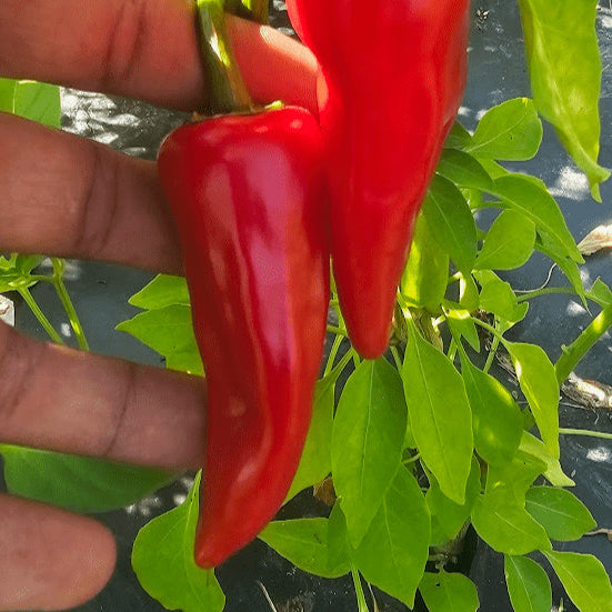 Piment fort 'Haskorea' bio