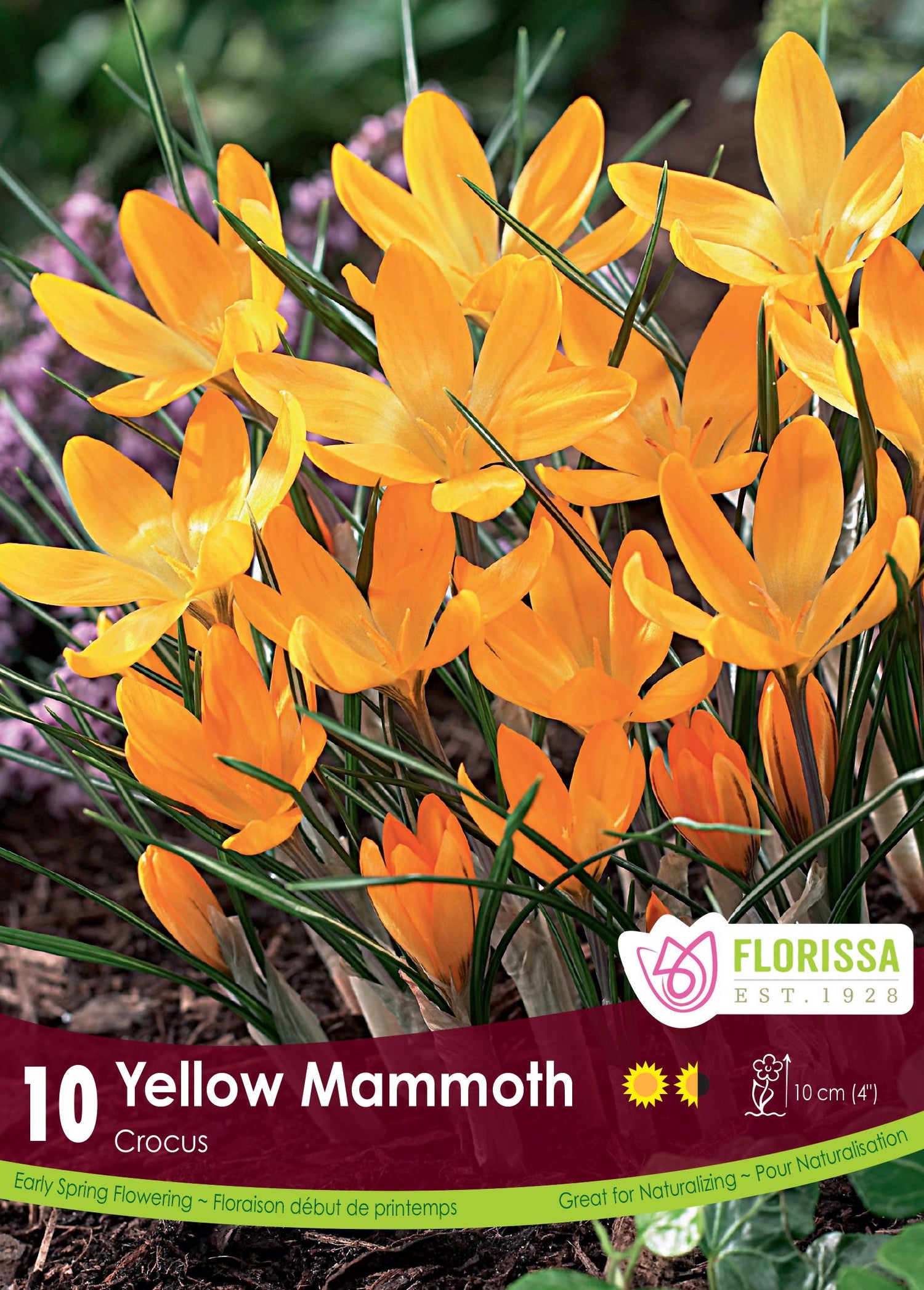 Yellow Mammoth Crocus