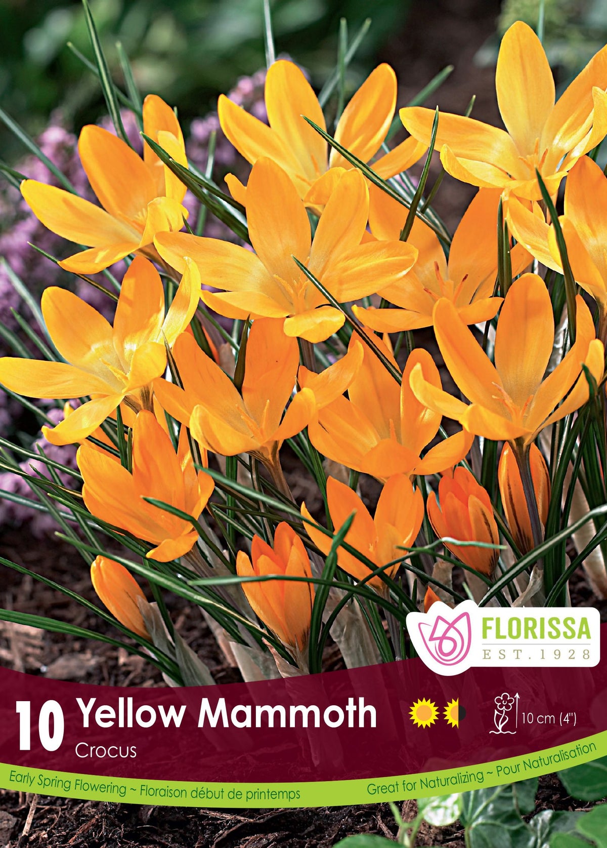 Crocus ‘Yellow Mammoth’ ( Crocus vernus ) : des crocus jaune orangé ouverts en étoile. Le visuel Florissa présente la plante et son nom dans la partie inférieure de l’étiquette. La photographie occupe presque toute la surface, tandis que le bandeau du bas rassemble les indications du produit. Cette vue permet de reconnaître son apparence et de distinguer la variété présentée.