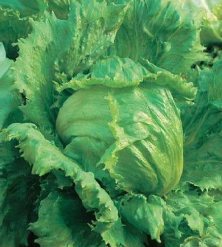 Illustration associée à Laitue Great Lakes 118, dans la gamme Weston. Great Lakes 118 produit une grosse pomme ferme de type iceberg, recherchée pour le croquant de ses feuilles. Le visuel permet de repérer la référence et l’aspect présenté pour cette sélection. Les dimensions et les couleurs observées au jardin dépendent du stade de croissance et des conditions de culture.