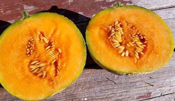 Organic 'Hearts of Gold' Muskmelon