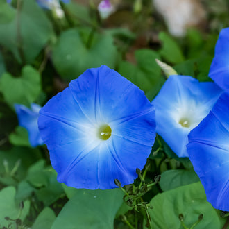 Photo de Gloire du matin 'Heavenly Blue'. La couleur caractéristique est : bleu ciel. Le visuel permet d'observer les contours, les teintes et la disposition des éléments présentés. Les détails de forme et les contrastes donnent un aperçu de l'apparence de cette plante ou de sa récolte. Cette photographie accompagne la variété nommée afin de l'identifier dans la sélection de semences.