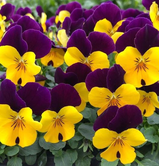 Violet 'Helen Mount Johnny Jump-Up' organic
