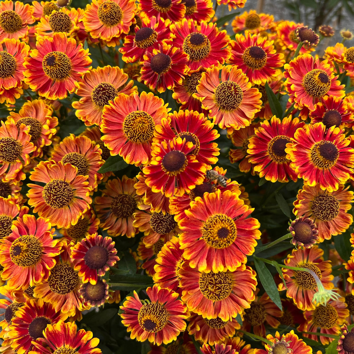 Photo de Helenium 'Red Shades'. L'hélénie 'Helena Red Shades' est une vivace remarquable qui orne les jardins de magnifiques fleurs rouges en forme de marguerite. Idéale comme fleur coupée ou séchée, cette plante vigoureuse apporte une touche de couleur et de charme aux plates-bandes, tout en prolongeant la beauté de votre jardin jusqu'à la fin de l'été.