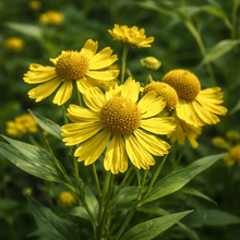 Hélénie automnale en fleurs, vivace aux fleurs jaunes.