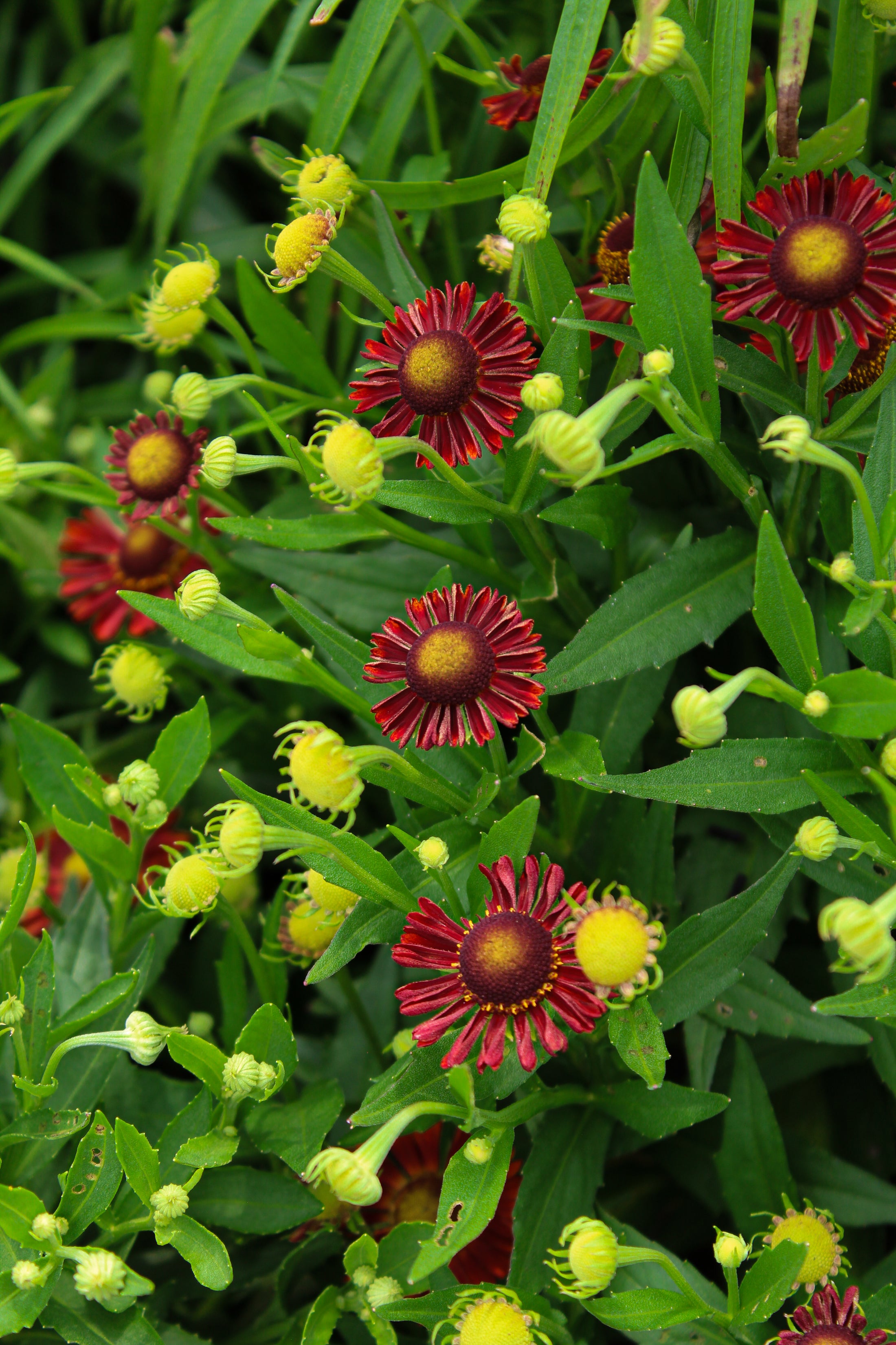 Helenium autumnale 'Mariachi Siesta'