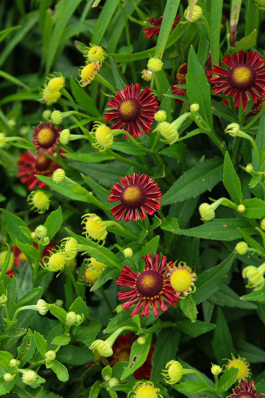 Helenium autumnale 'Mariachi Siesta'