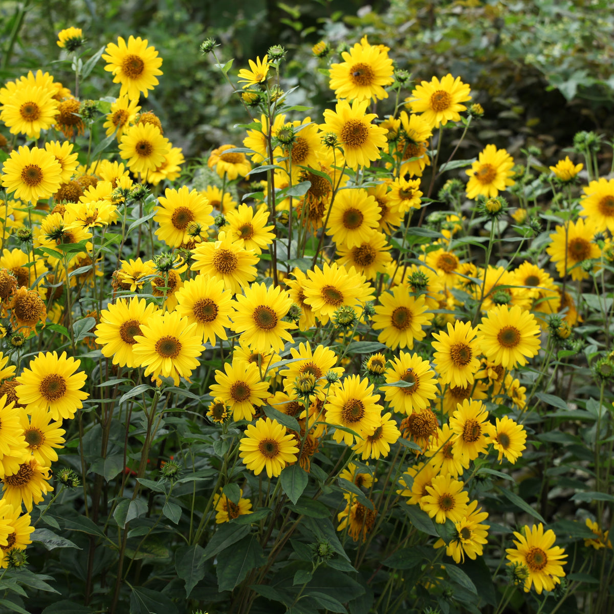 Ox Eye Sunflower