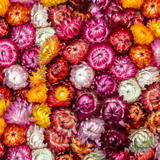 Des têtes florales rondes, blanches, roses, pourpres, orange et jaunes sont rassemblées en une composition serrée. Les pétales pointus se superposent en nombreuses couches et présentent des plis marqués. Certains centres restent fermés, tandis que d’autres montrent de petites zones brunes. Les fleurs occupent toute la surface, avec des ombres dans les espaces entre les têtes.