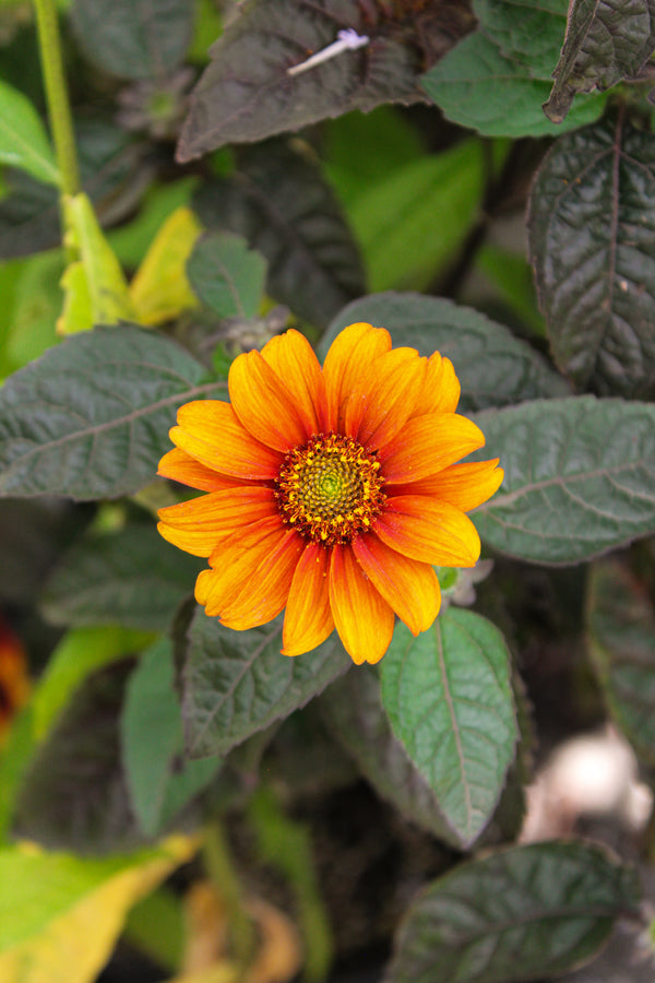 Heliopsis helianthoides 'Bleeding Hearts'