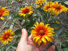 Heliopsis 'Burning Hearts'