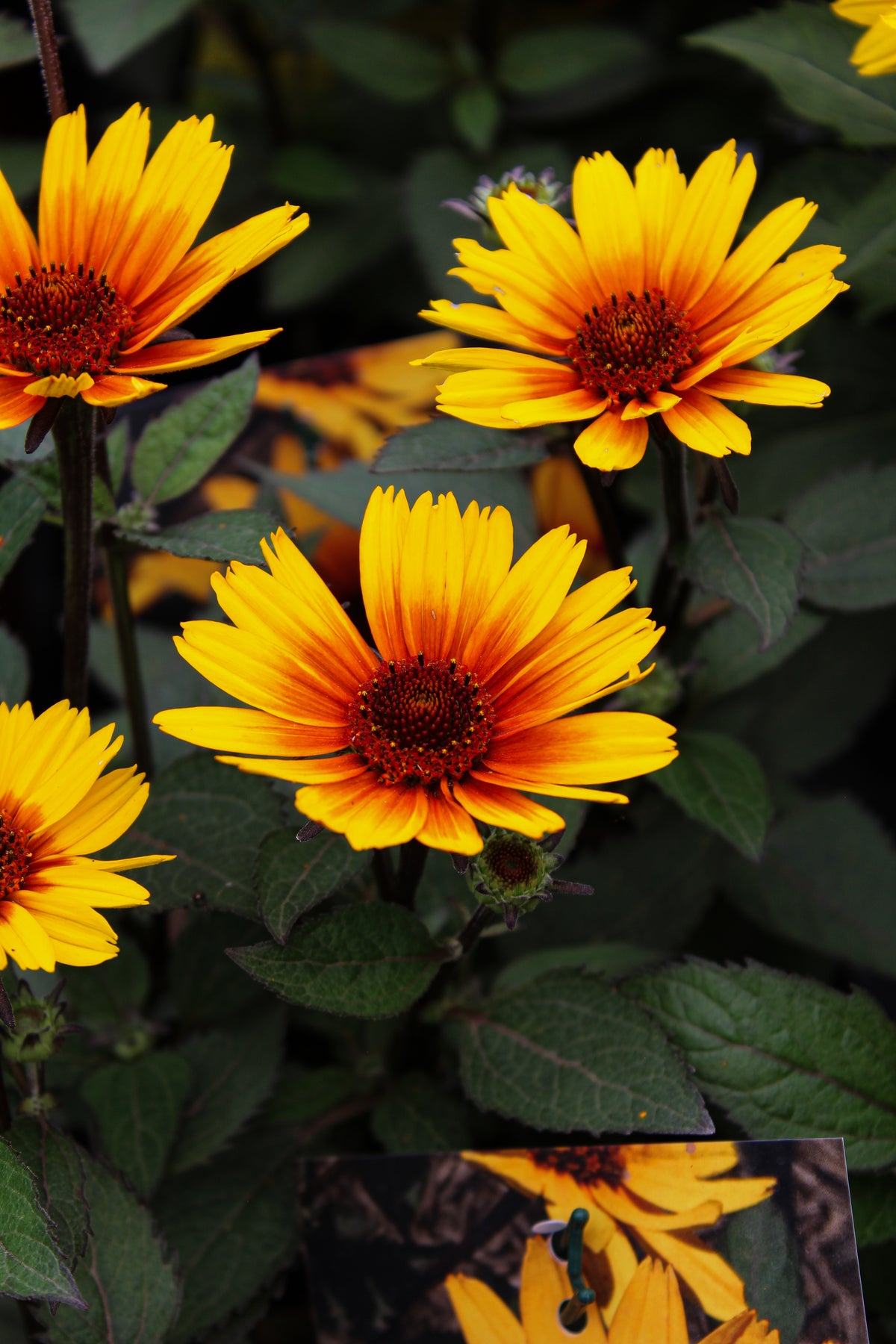 Héliopside ‘Sole Scuro’ — Heliopsis